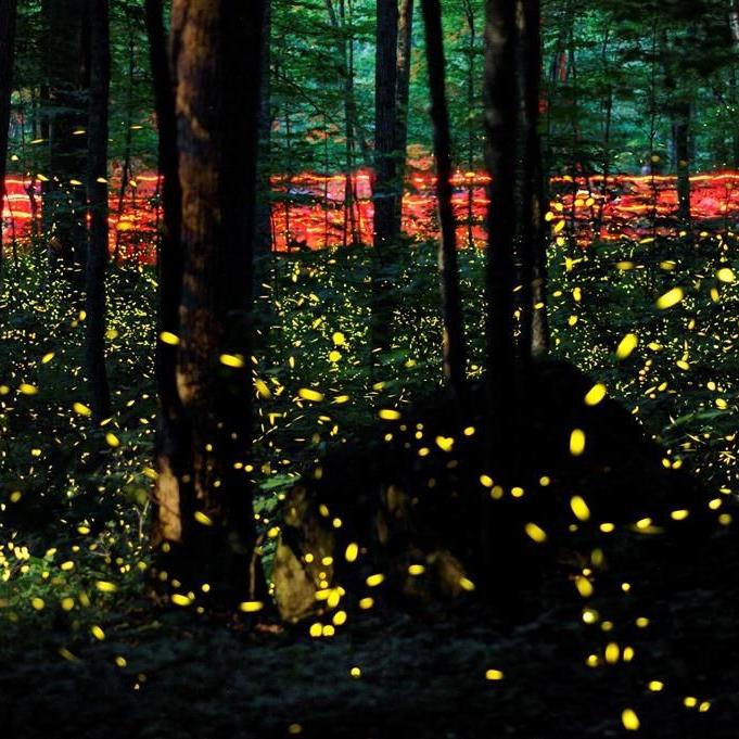 Fade into the night: Fireflies facing threats from climate change and light pollution